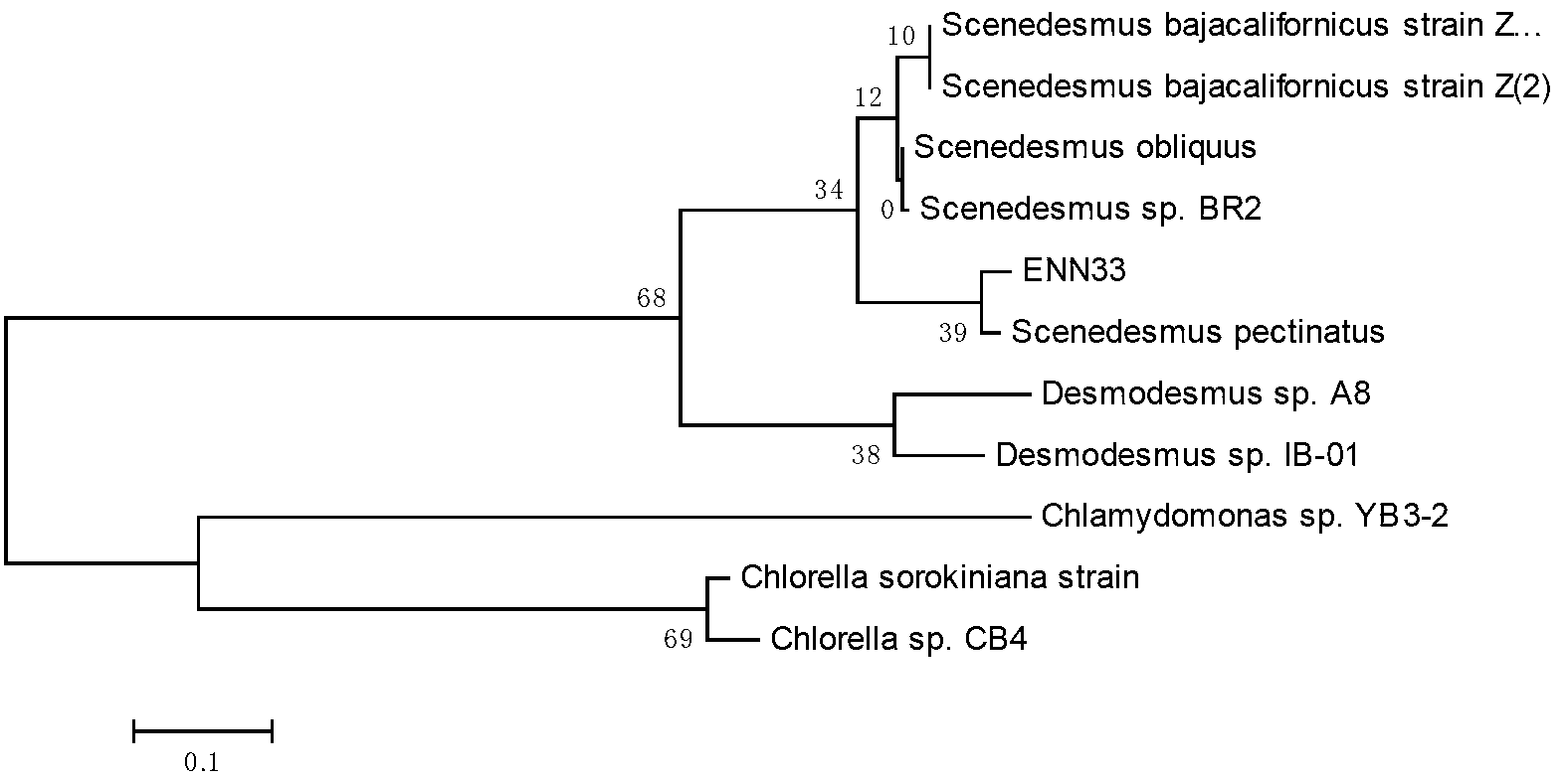 Scenedesmus sp. and applications thereof
