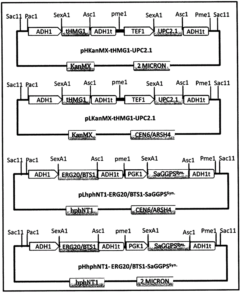 Saccharomyces cerevisiae genetically engineered bacteria producing hypotanshinone diene and its construction method and application