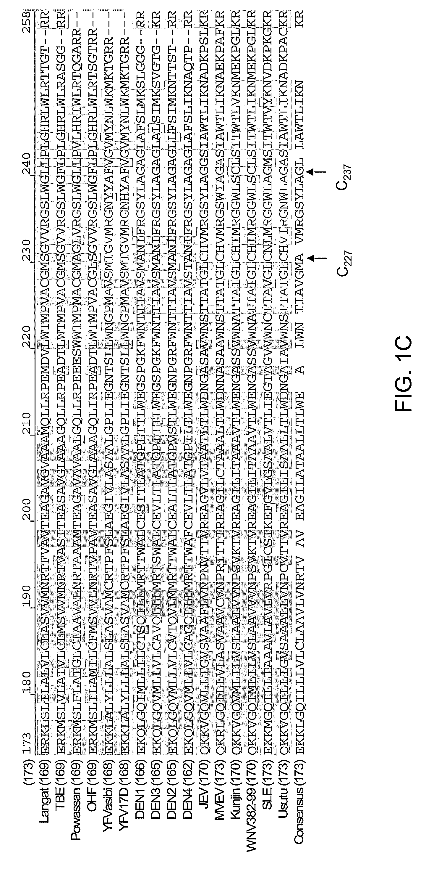 Attenuated virus strains and uses thereof
