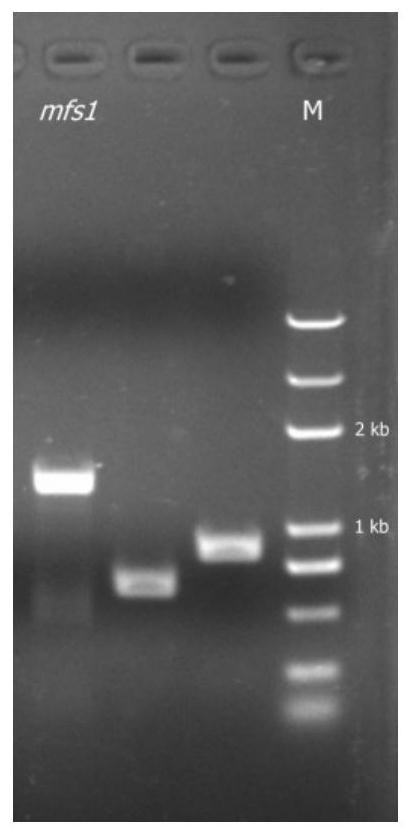 Anti-trichothecenes self-protection gene mfs1 of A553 from Rhizoctonia var. and its application