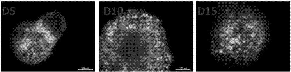 Preparation method and applications of decellularized collagen gel microsphere scaffold