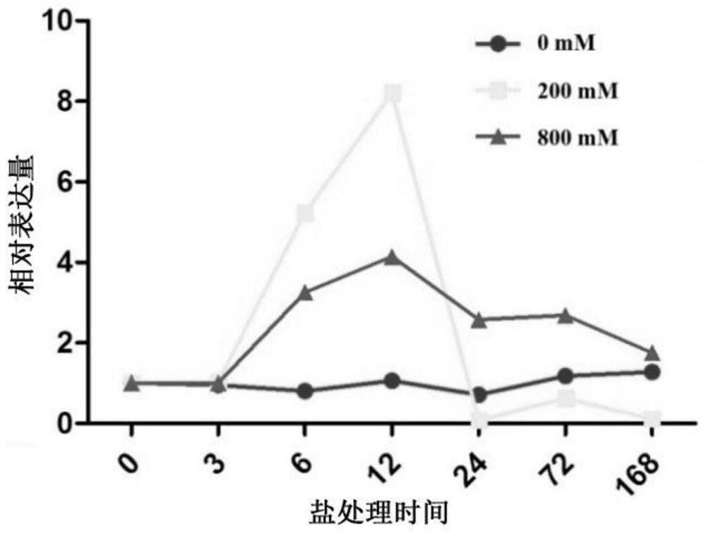 Salicornia sepss protein and its coding gene and application