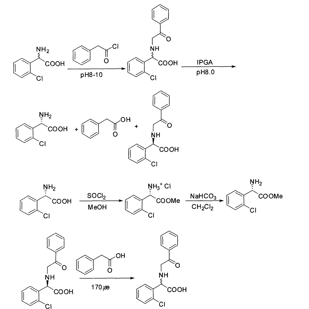 Chemical-enzyme method for preparing (S)-2-chlorophenyl glycine methyl ester clopidogrel chiral intermediate