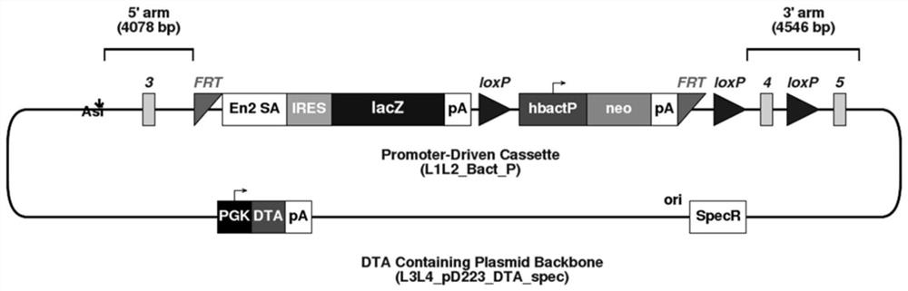 Biological factor and application thereof in promoting regeneration of inner ear hair cells