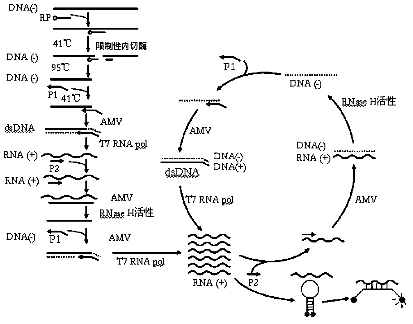 Nucleic acid amplification method