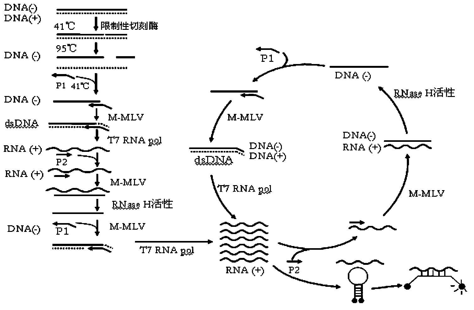 Nucleic acid amplification method