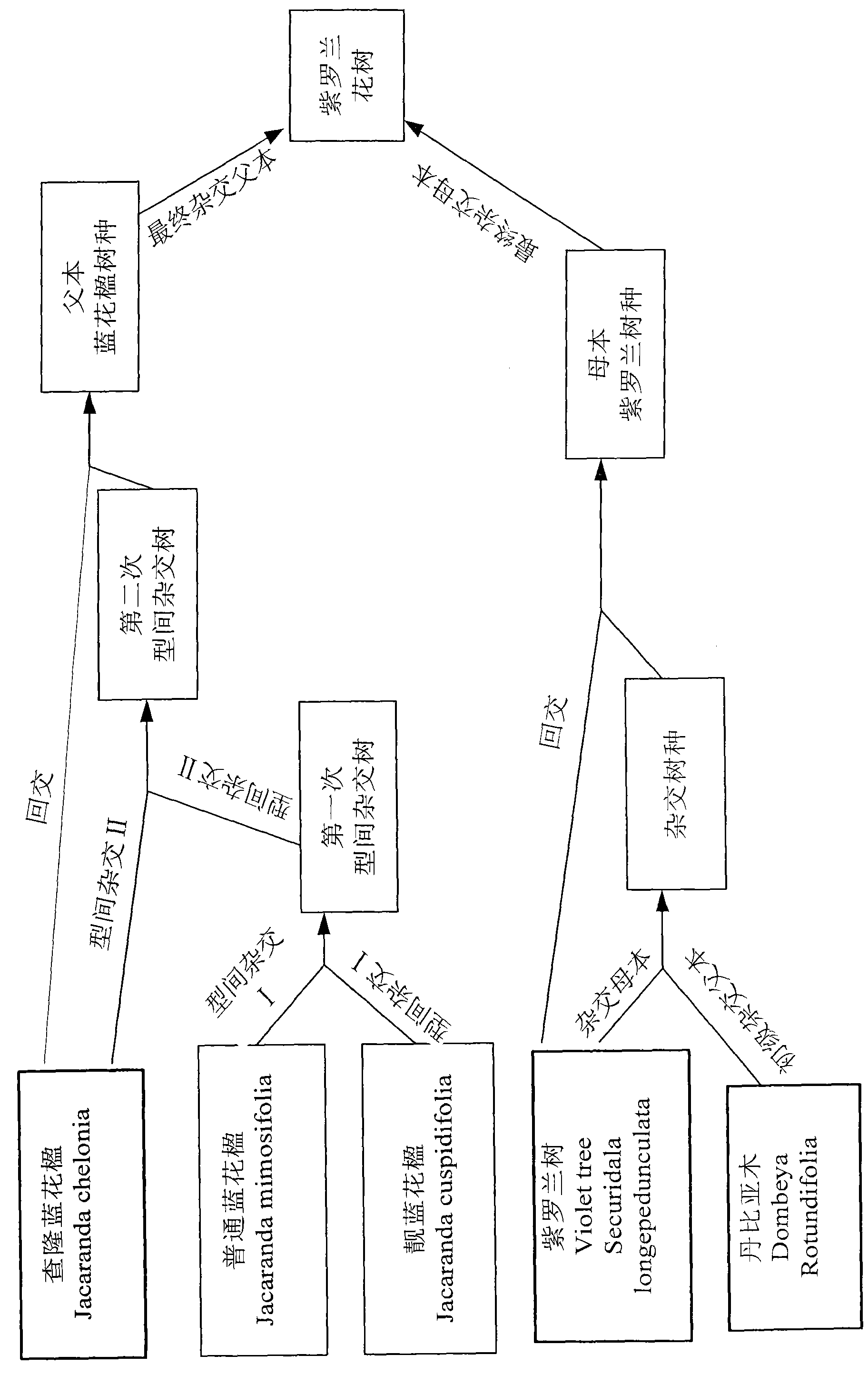 Cultivation and acclimatization technology of new gillyflower tree hybridization species