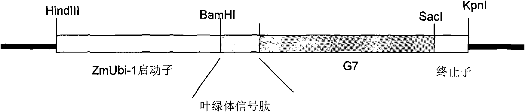 Glyphosate-resistant gene and application thereof