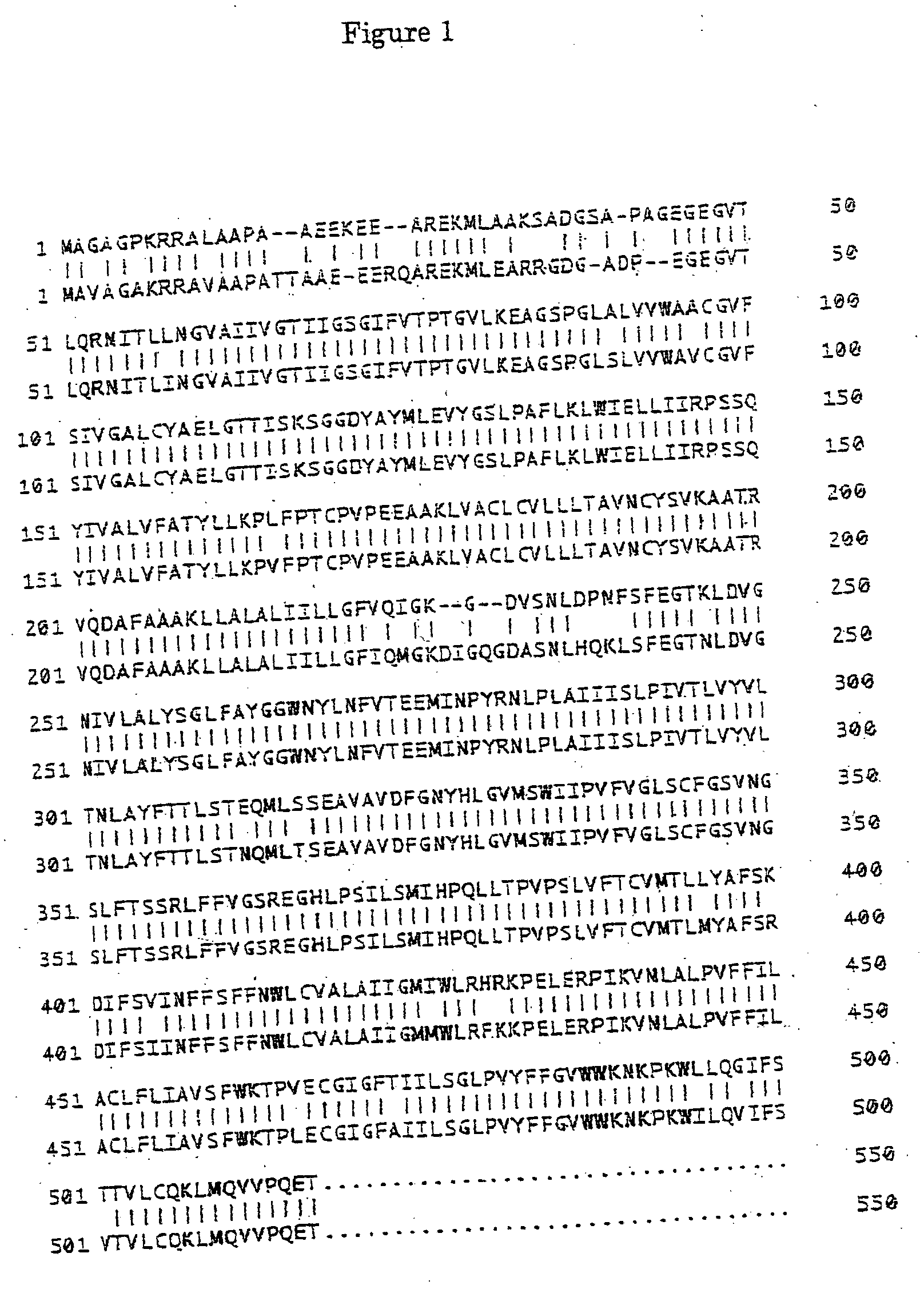 Neutral amino acid transporter and gene thereof