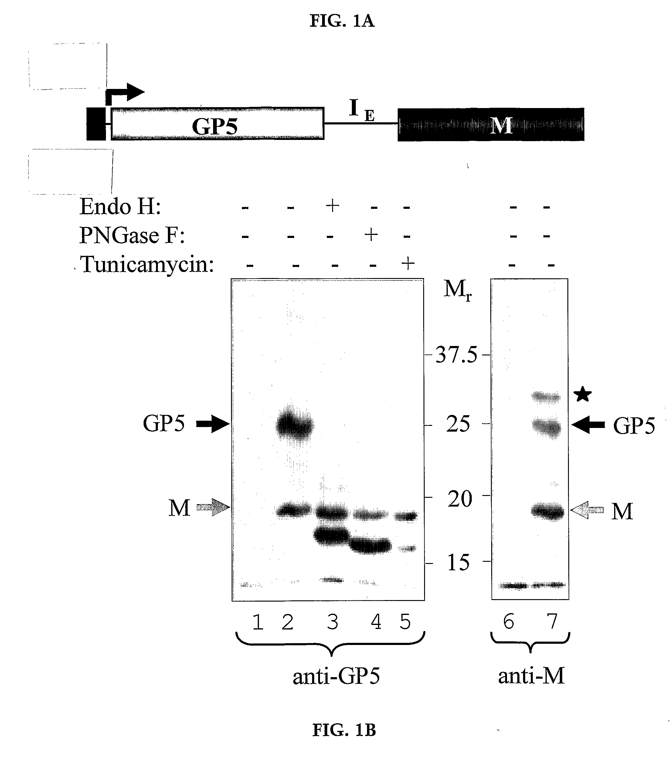 Methods and Compositions for Vaccination of Animals with Prrsv Antigens with Improved Immunogenicity