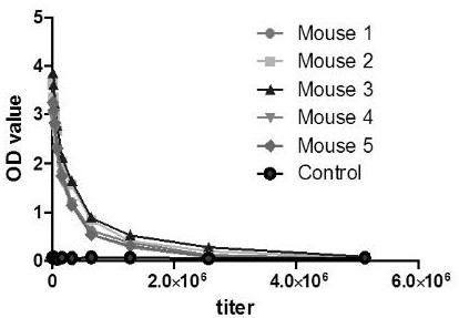 Hybridoma cell line secreting anti-human b7-h4 extracellular monoclonal antibody, anti-human b7-h4 monoclonal antibody and application thereof