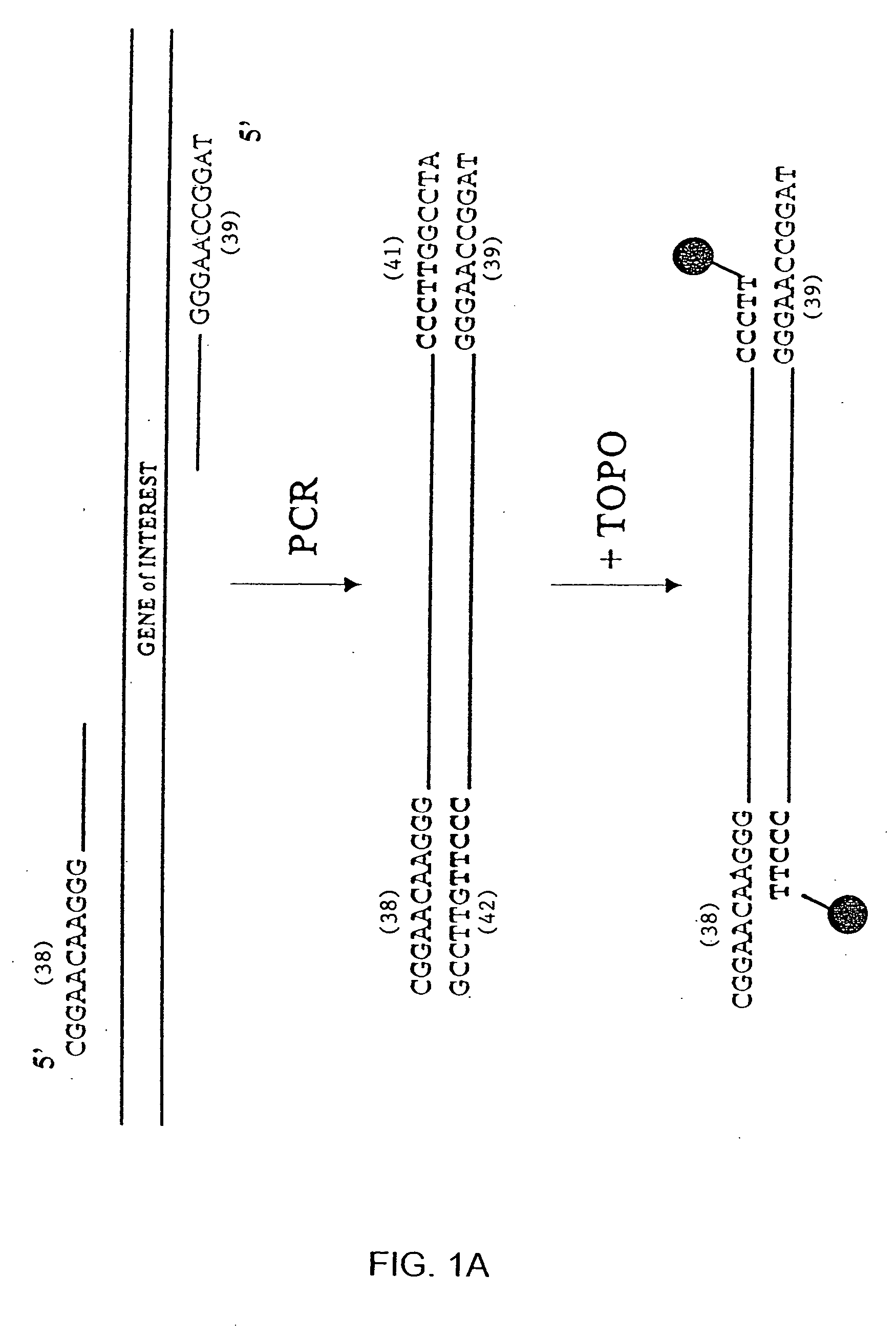 Compositions and methods for rapidly generating recombinant nucleic acid molecules