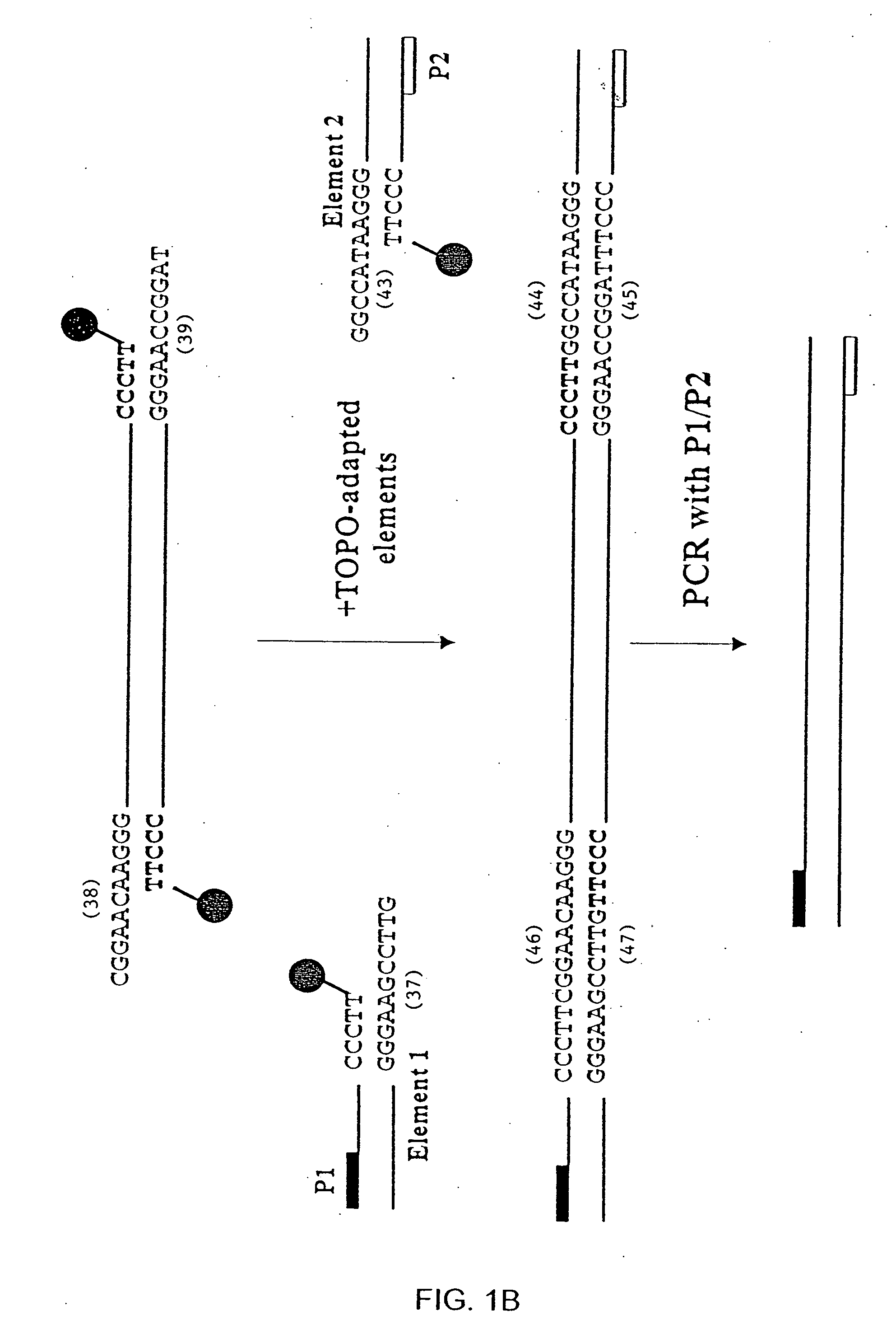 Compositions and methods for rapidly generating recombinant nucleic acid molecules