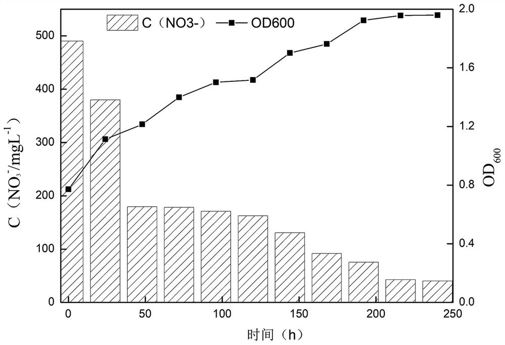 Preparation method and application of complex microbial agent for removing nitrogen-containing pollutants in high-salinity wastewater