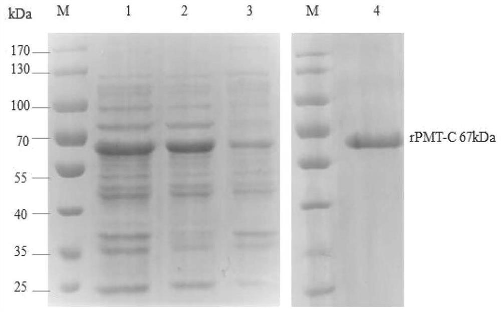 Pasteurella multocida toxin monoclonal antibody and blocking ELISA kit thereof