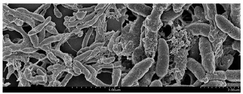 Vibrio alginolyticus capable of degrading various sulfanilamide antibiotics and application of vibrio alginolyticus