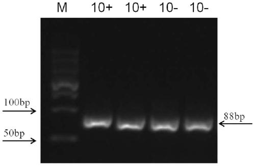 Nucleic acid aptamer for identifying intestinal cancer serum marker and screening method and application of nucleic acid aptamer