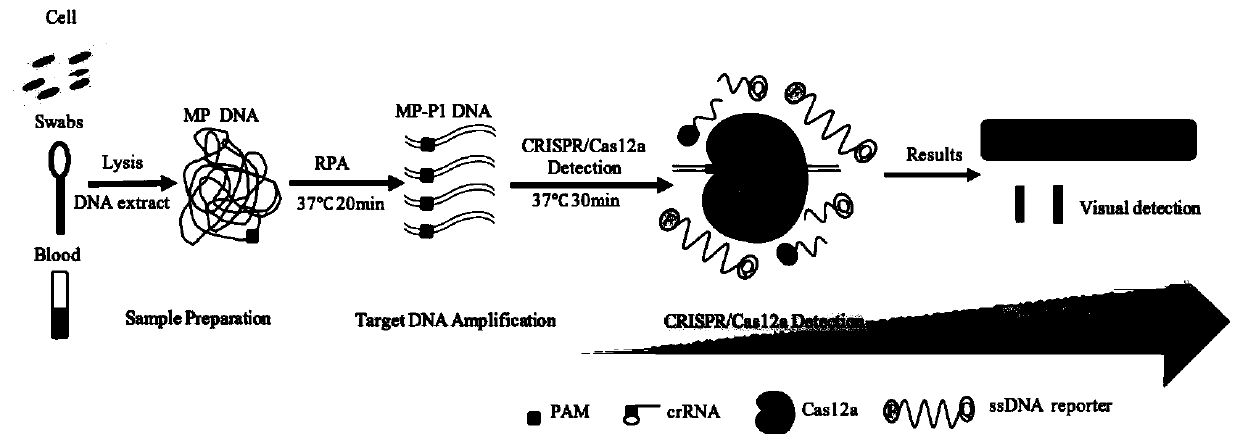 Kit and detection method for rapid detection of nucleic acid of mycoplasma pneumonia on basis of CRISPR/Cas12a