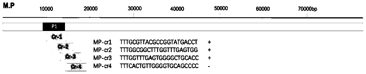 Kit and detection method for rapid detection of nucleic acid of mycoplasma pneumonia on basis of CRISPR/Cas12a