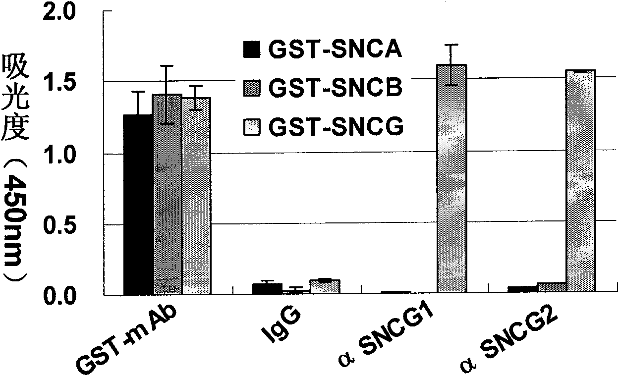 SNCG monoclonal antibody and application thereof