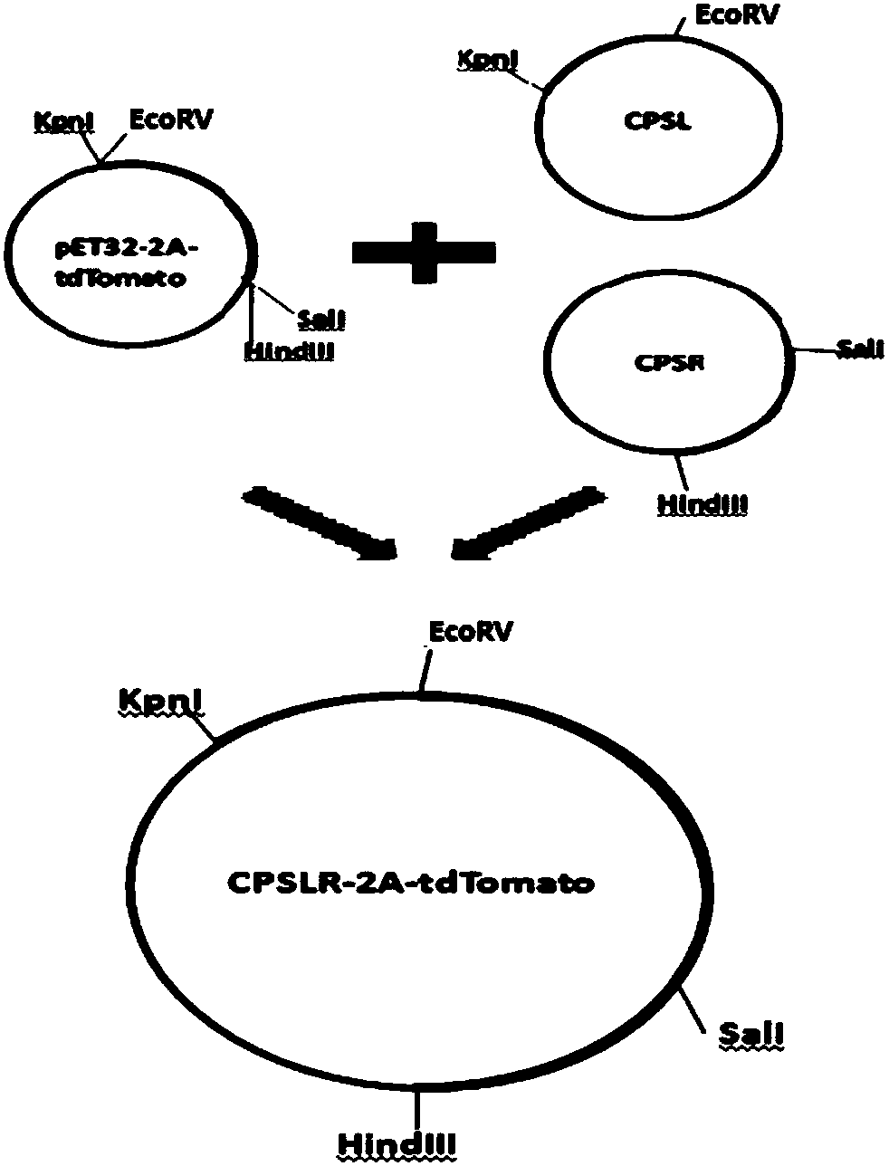 CPS1 report gene stem cell, and building method and application thereof