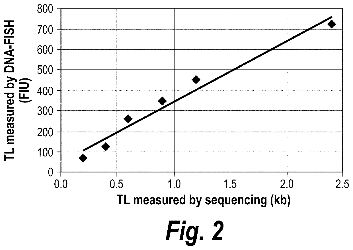 Dna-fish method for measurement of telomere length