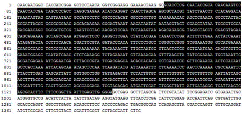 Nucleotide sequence, specific primer and method for identifying physalis angulata