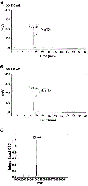 Recombinant plasmid of specific ligand of BK channel and recombinant expression method thereof