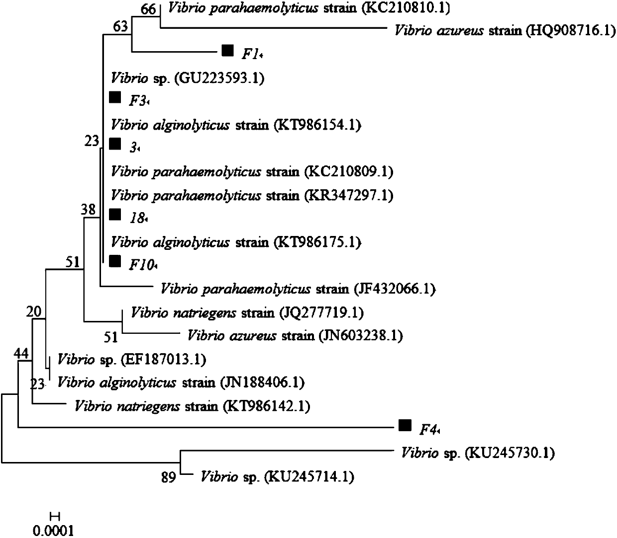 Vibrio alginolyticus bacteriophage and bactericidal composition containing same