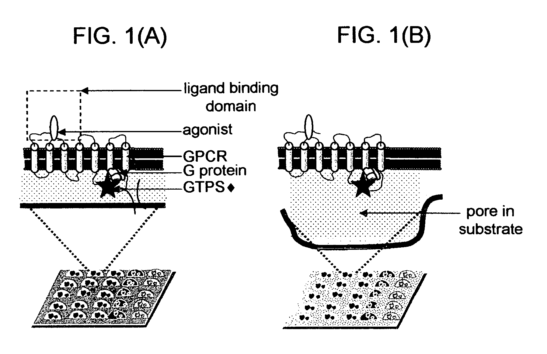 Membrane arrays and methods of manufacture