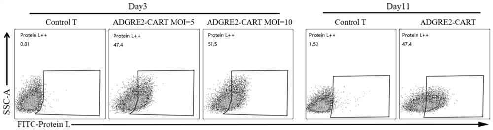 Chimeric antigen receptor targeting ADGRE2 and application thereof