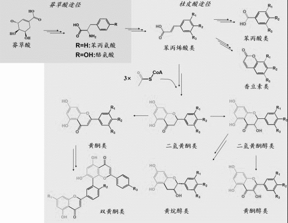 Liquid chromatography-mass spectrometry analysis method of phenylpropane metabolic pathway metabolite and application thereof