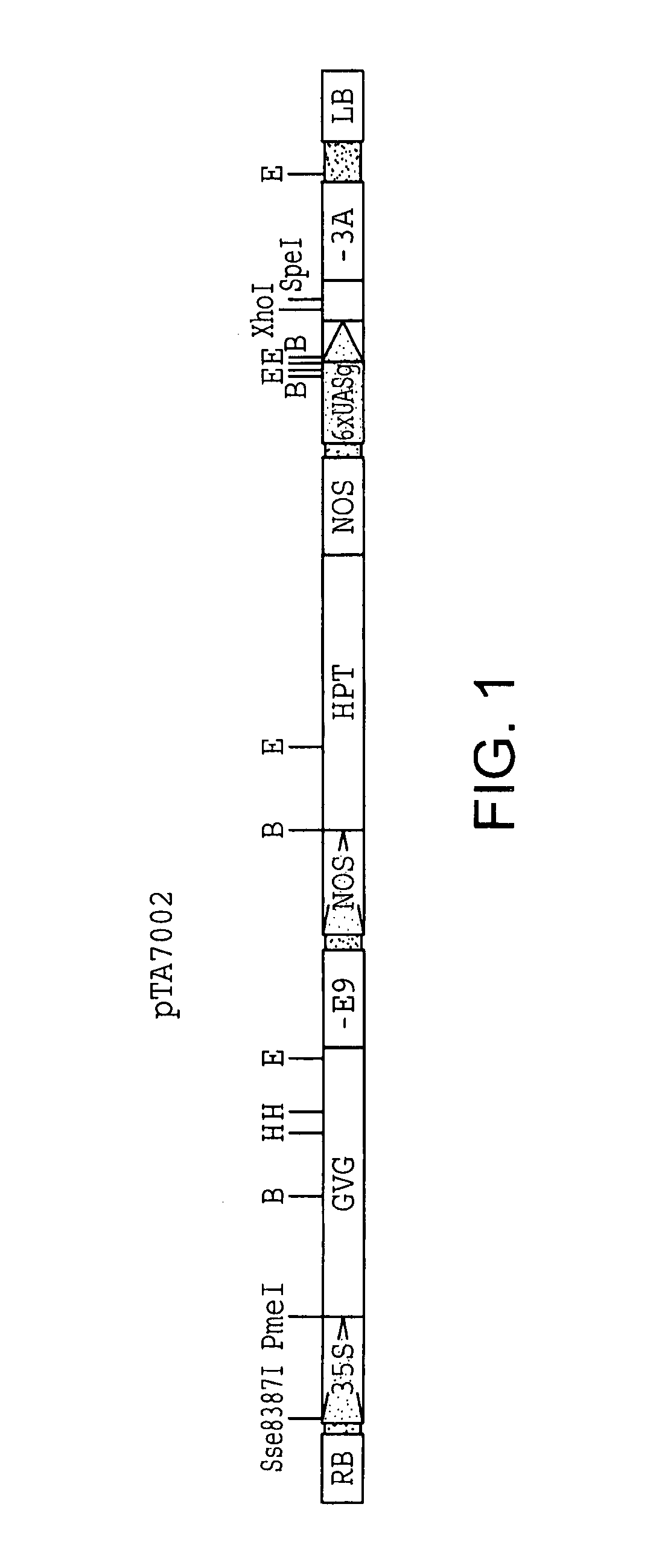 Chemical inducible promoter used to obtain transgenic plants with a silent marker and organisms and cells and methods of using same for screening for mutations