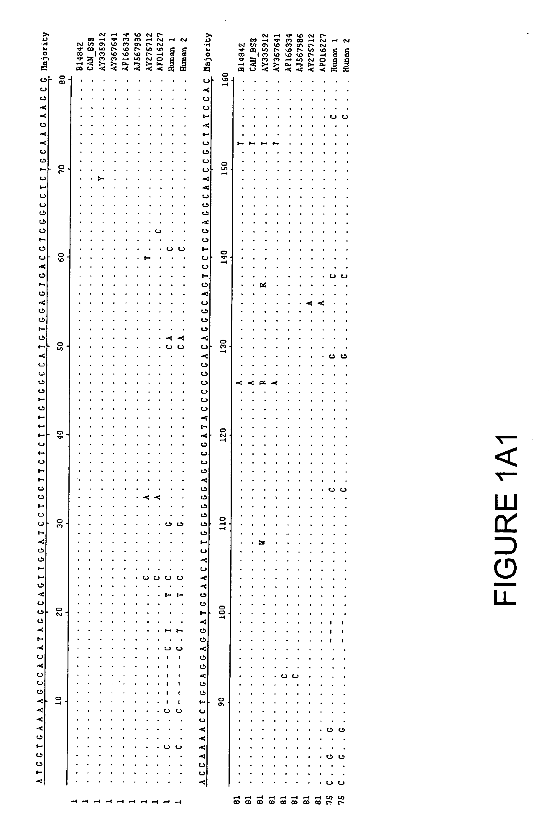 Novel polymorphism in bovine prion protein gene sequence