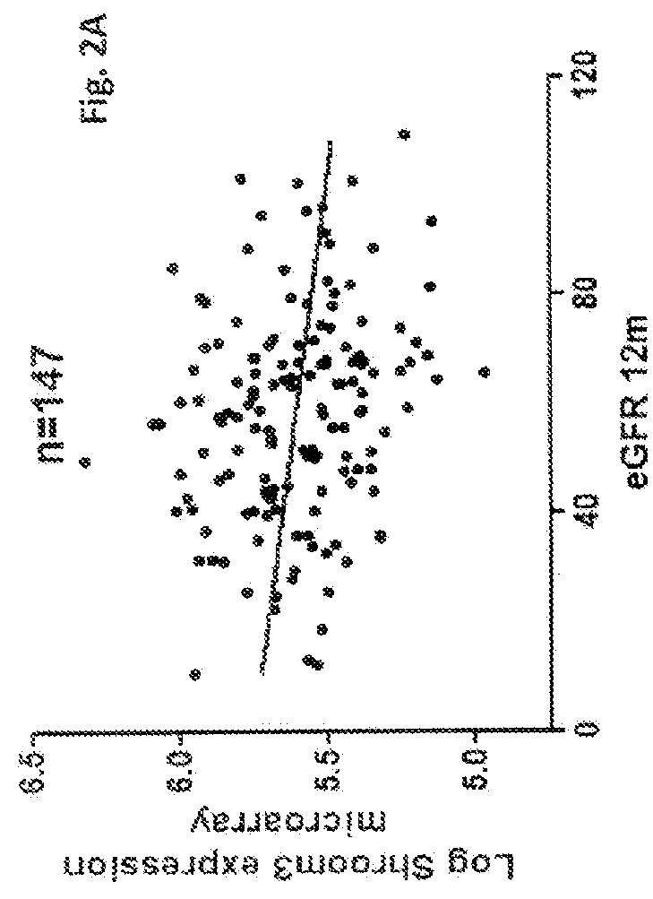 Use of shroom3 in chronic kidney disease and chronic allograft nephropathy