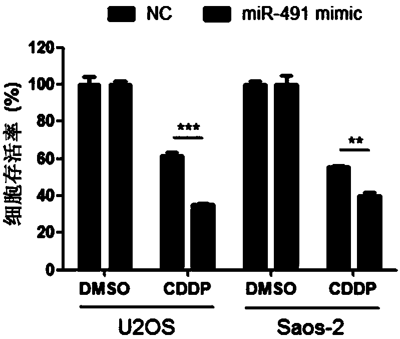 Application of miR-491 in preparing medicines for treating osteosarcoma