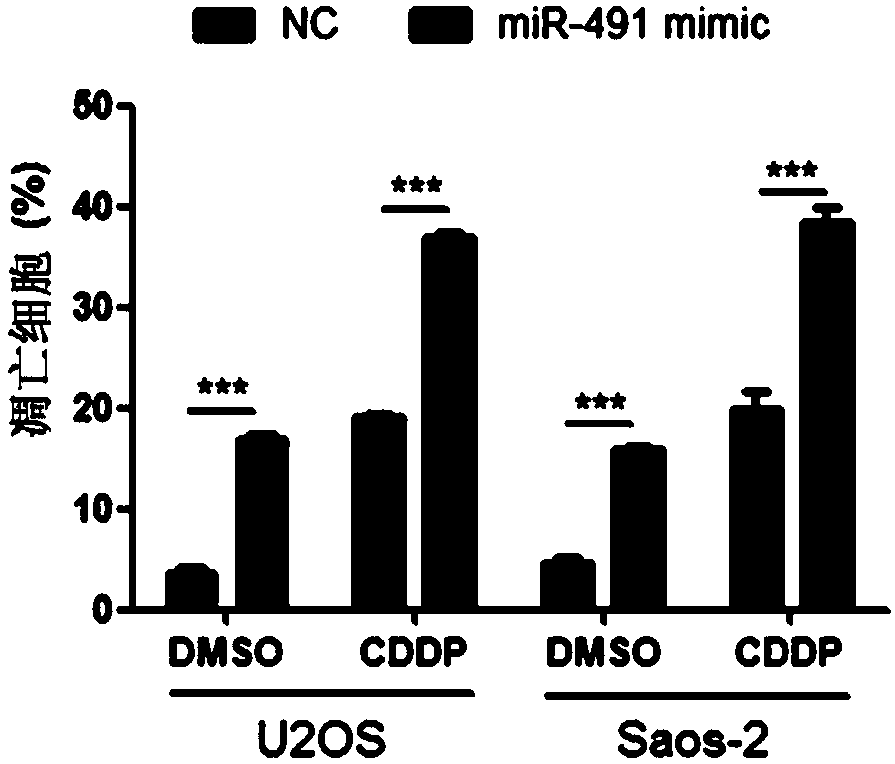 Application of miR-491 in preparing medicines for treating osteosarcoma