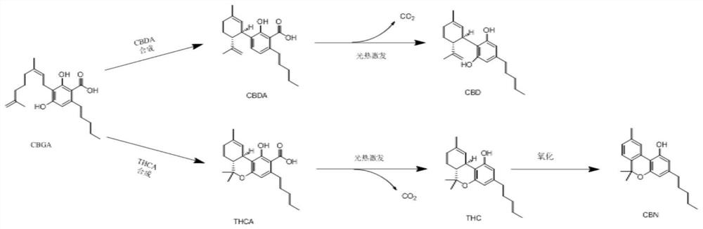 Method for simultaneously detecting multiple cannabinoids in sample containing cannabis sativa leaf extract by utilizing high performance liquid chromatography