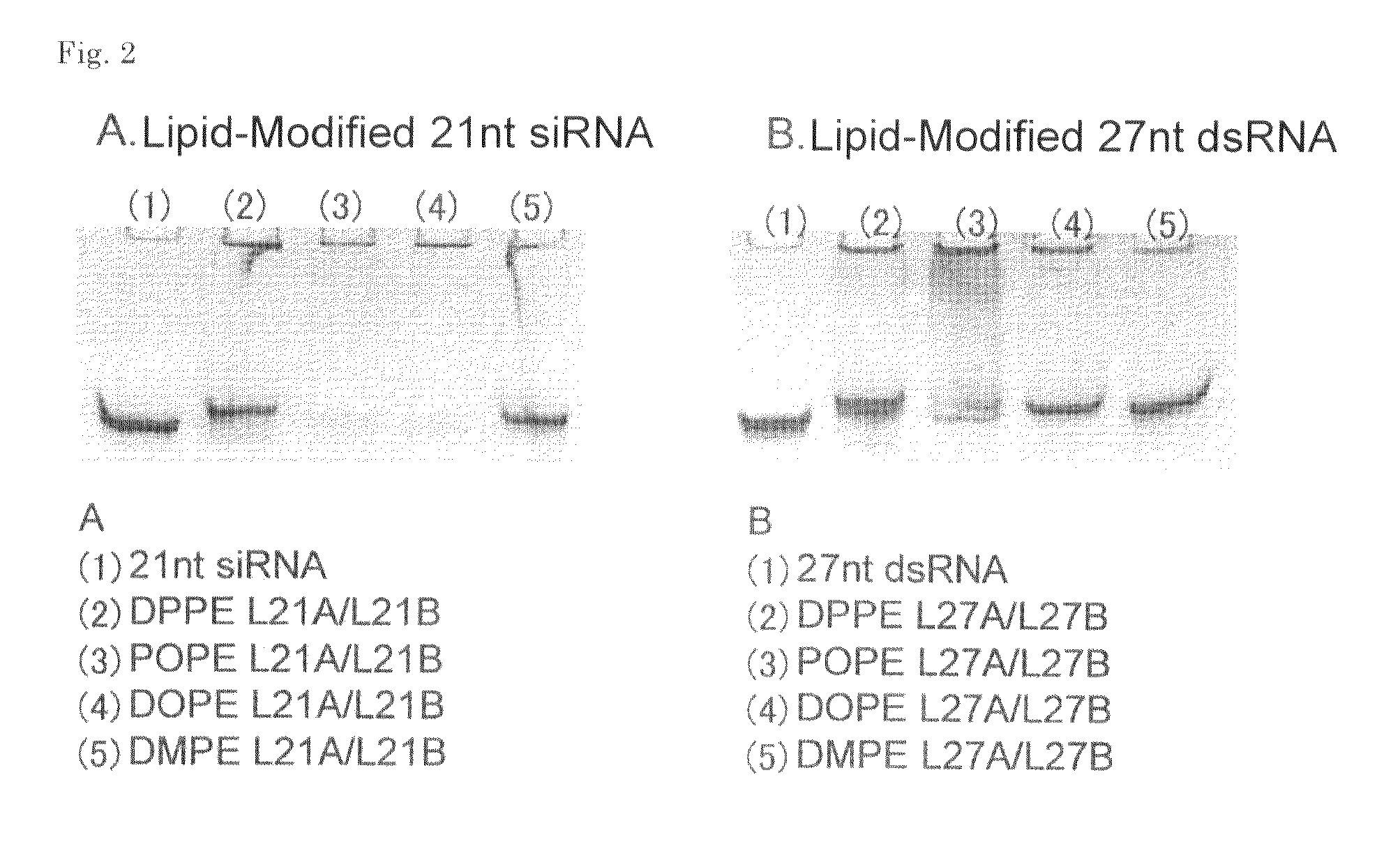 Double-stranded lipid-modified RNA having high RNA interference effect