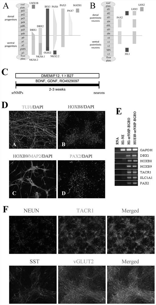 Culture system and method for inducing human pluripotent stem cells into neural mesoderm progenitor cells in vitro and maintaining self-renewal and application