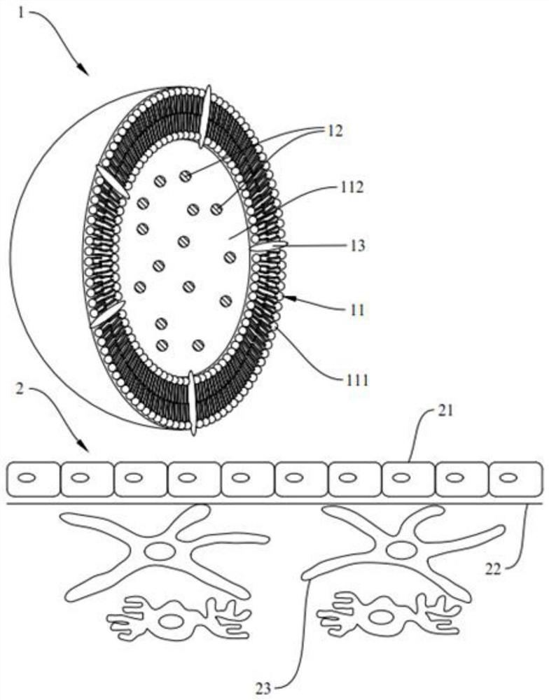 A kind of liposome composition