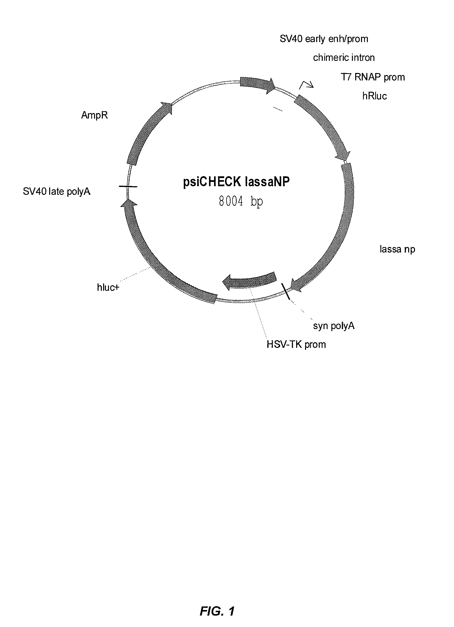 Compositions and methods for silencing genes involved in hemorrhagic fever