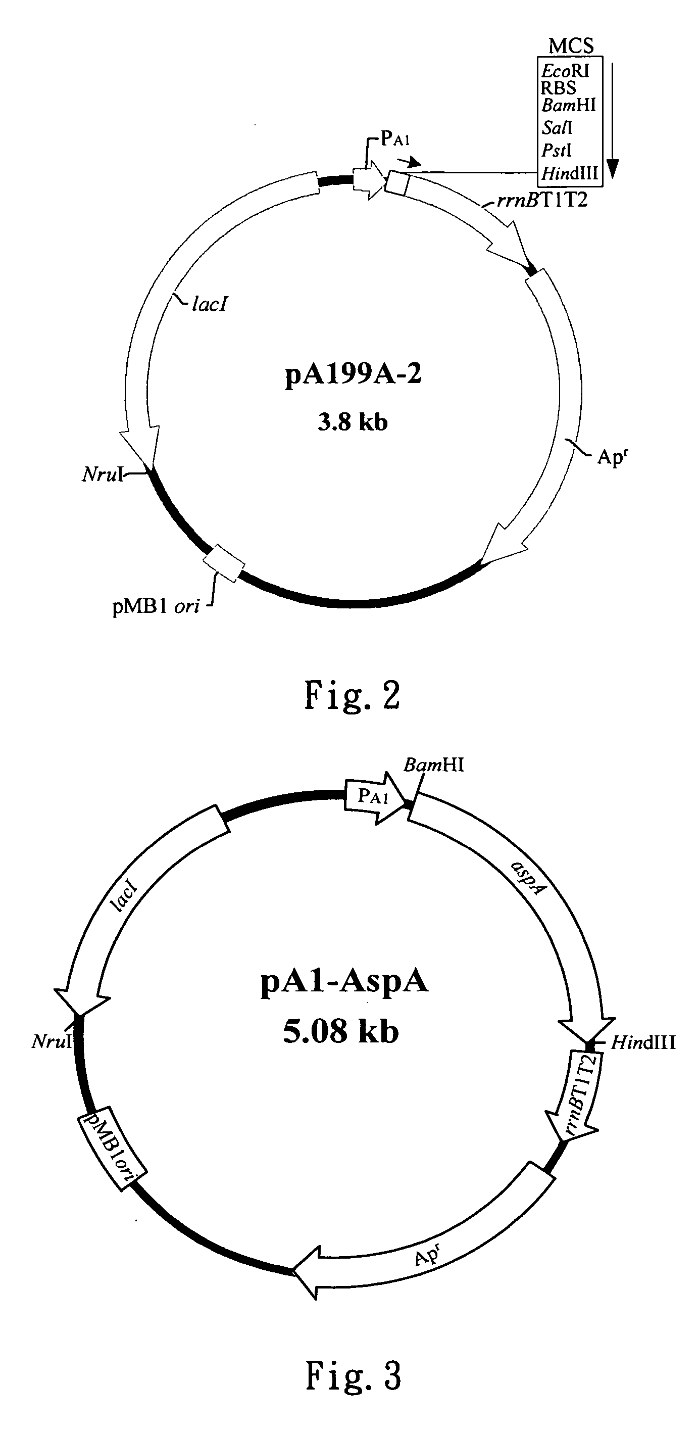 Method for promoting cell growth and increasing the production of the expressed target gene products