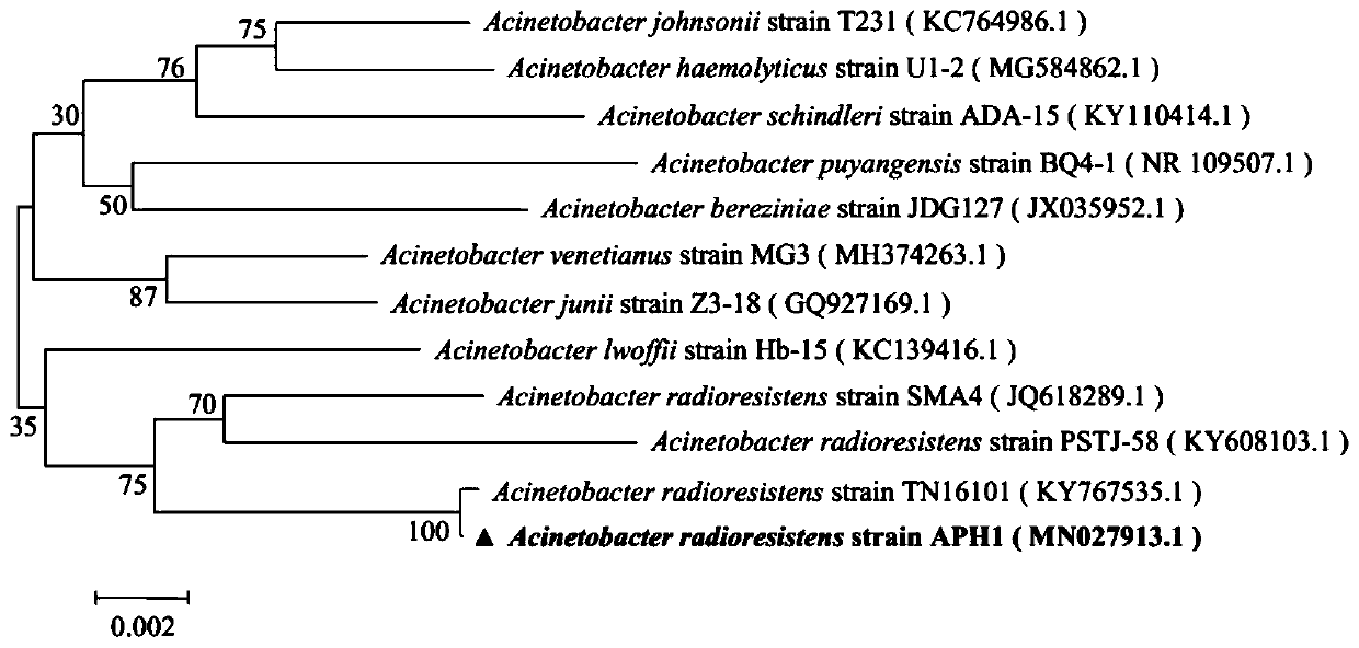 Screening method and application of phenol degradation strain