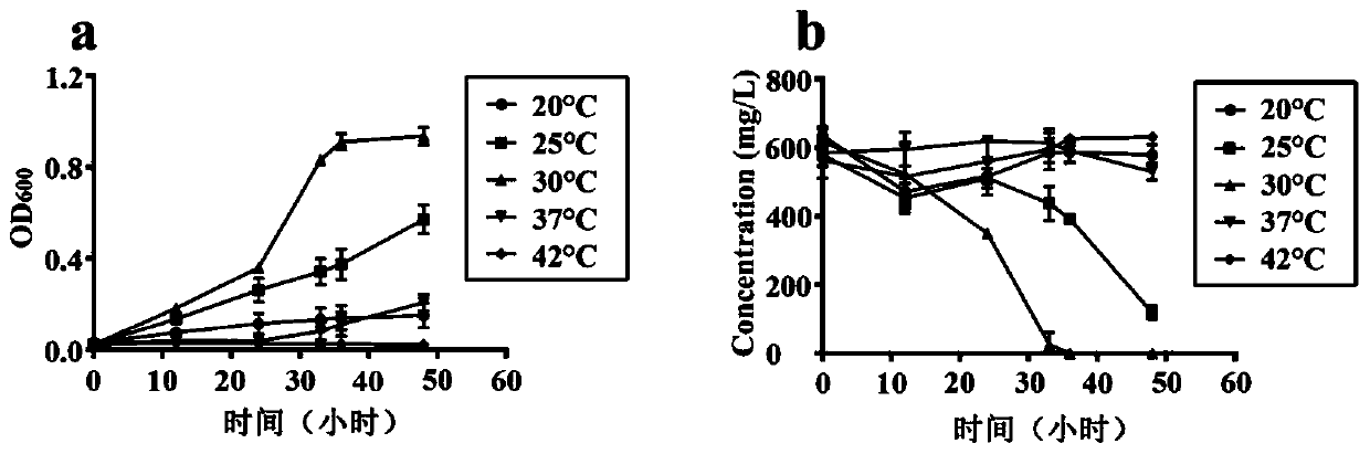 Screening method and application of phenol degradation strain