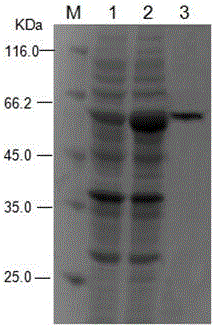 Hybridoma cell strain and rabies virus phosphoprotein monoclonal antibody generated by same