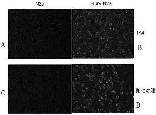 Hybridoma cell strain and rabies virus phosphoprotein monoclonal antibody generated by same