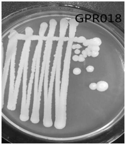 A rhizosphere-promoting Bacillus adenii and its application