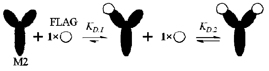 Method for detecting interaction of antibody and polypeptides by adopting capillary electrophoresis