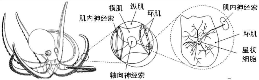 Bionic structure-perception integrated soft origami bending module with sequential rigidity adjusting function